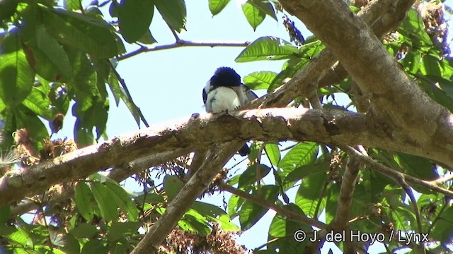 Red-billed Pied Tanager - ML201323601