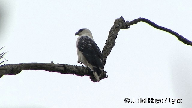 White Hawk (Black-tailed) - ML201323651