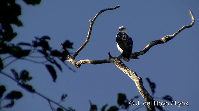 White Hawk (Black-tailed) - ML201323661