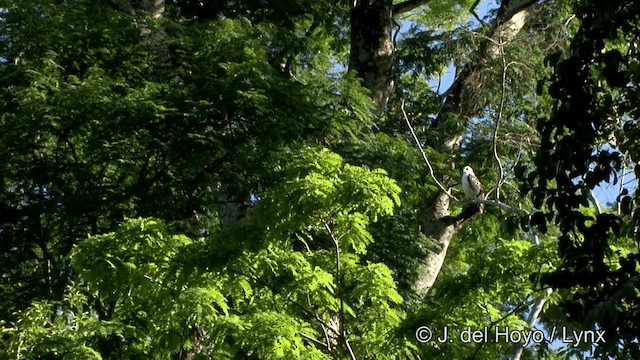 Beyaz Şahin (albicollis) - ML201323681