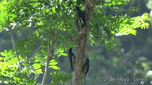 Yellow-tufted Woodpecker - ML201323691