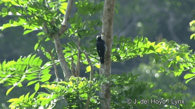 Yellow-tufted Woodpecker - ML201323701