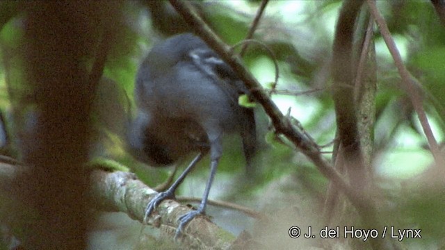 Black-faced Antbird - ML201323811