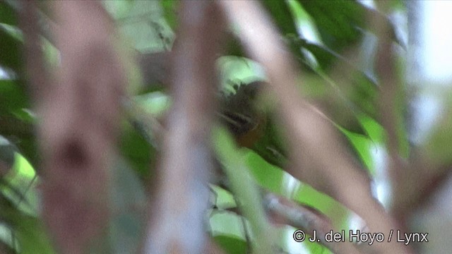 Black-faced Antbird - ML201323831