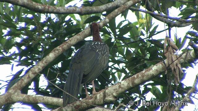 White-crested Guan - ML201323881