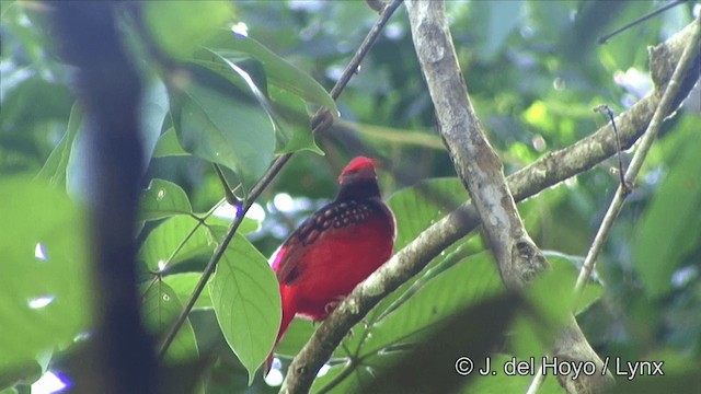 Guianan Red-Cotinga - ML201323931