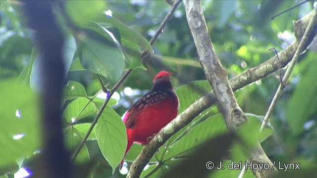 Guianan Red Cotinga Ebird