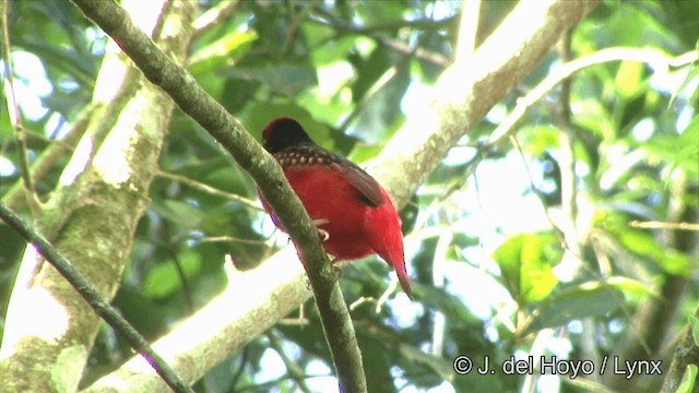 Guianan Red-Cotinga - ML201323941