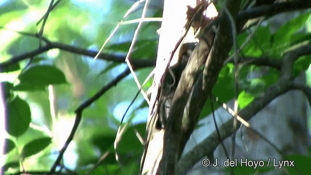 Yellow-throated Woodpecker - ML201323961