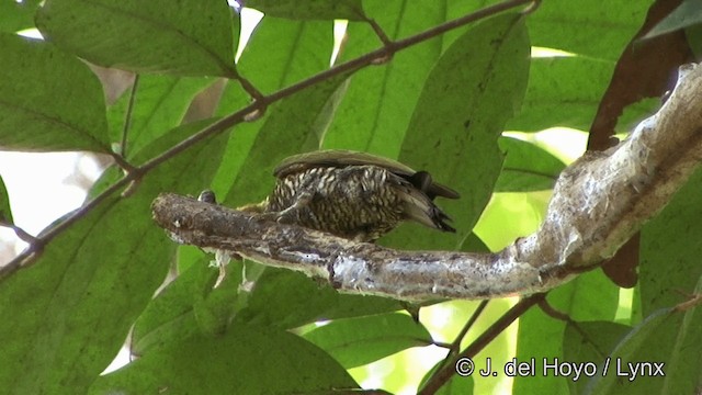 Yellow-throated Woodpecker - ML201323971
