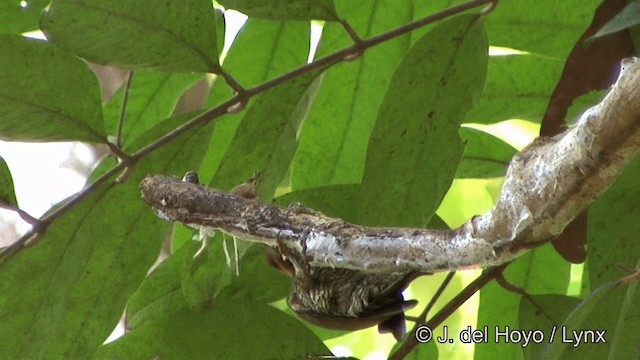 Yellow-throated Woodpecker - ML201323981