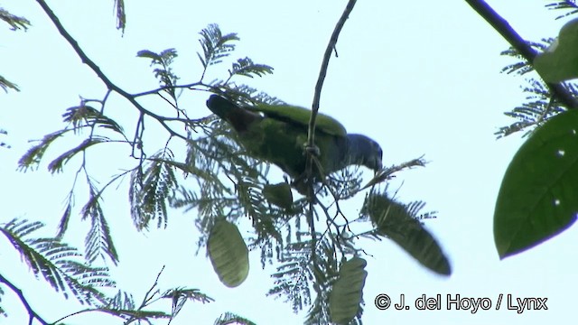Blue-headed Parrot (Blue-headed) - ML201324001