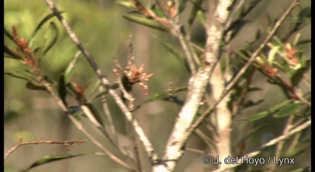 Neukaledonien-Brillenvogel - ML201324031