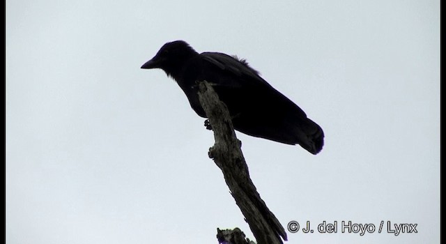 Cuervo de Nueva Caledonia - ML201324131