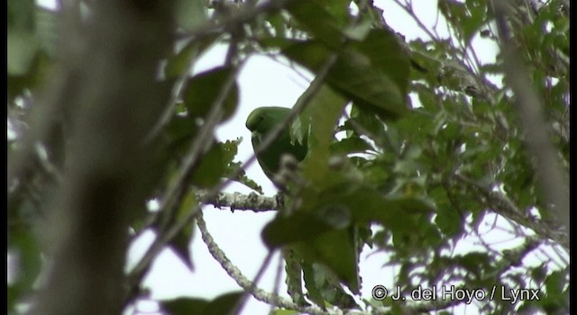 Cloven-feathered Dove - ML201324141