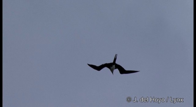 Lesser Frigatebird - ML201324171