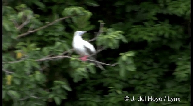 Red-footed Booby - ML201324291