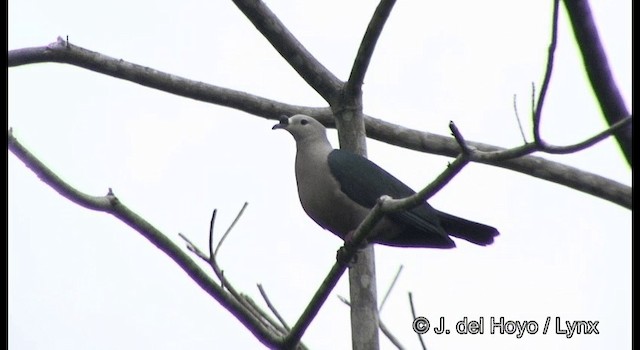 Pacific Imperial-Pigeon - ML201324441