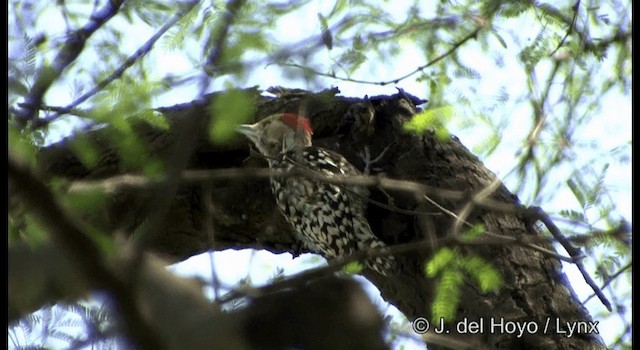 Yellow-crowned Woodpecker - ML201324661