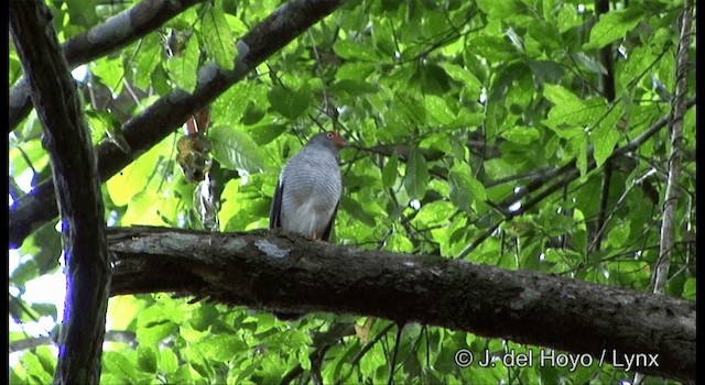 Cryptic Forest-Falcon - ML201324701