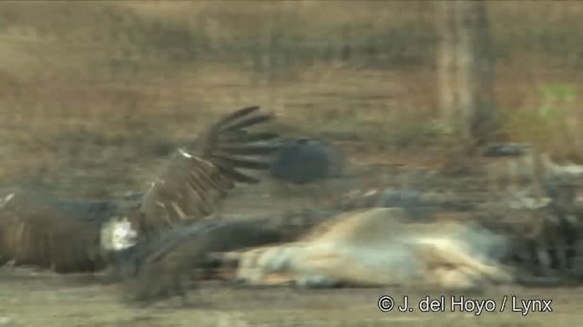 White-rumped Vulture - ML201324821