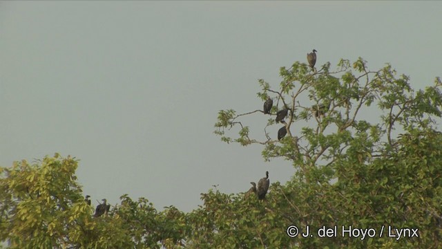 Slender-billed Vulture - ML201324831