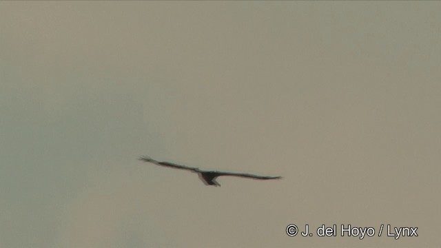 Slender-billed Vulture - ML201324841