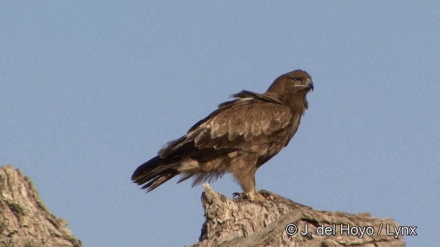 Tawny Eagle - ML201325311