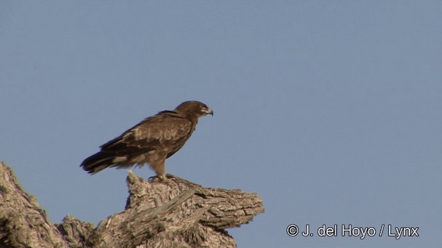 Tawny Eagle - ML201325321