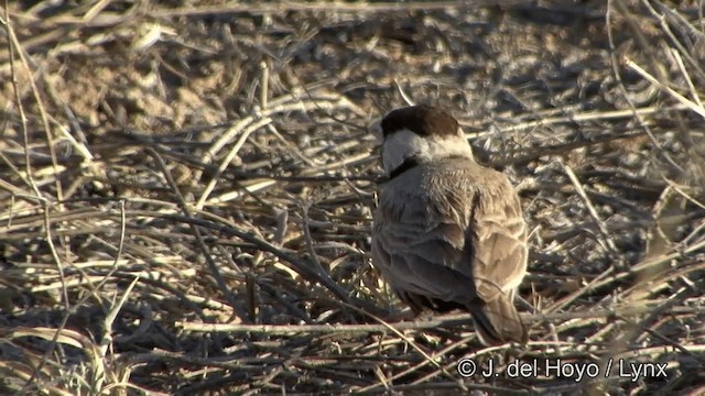 Black-crowned Sparrow-Lark - ML201325421