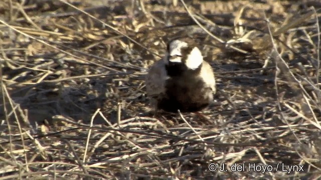 Black-crowned Sparrow-Lark - ML201325431