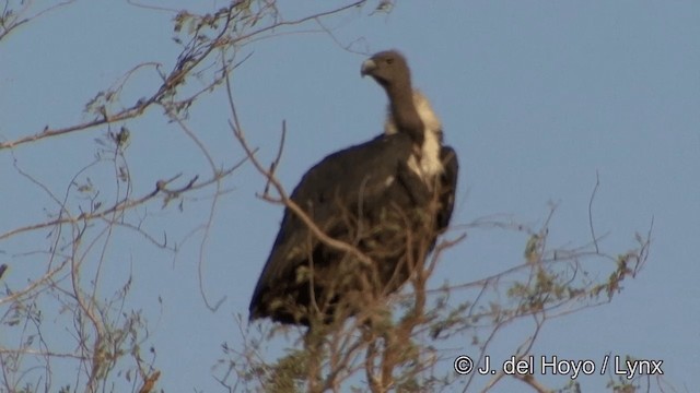 White-rumped Vulture - ML201325451