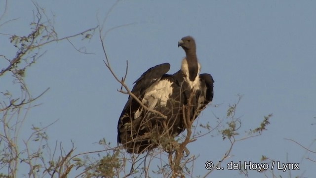 White-rumped Vulture - ML201325461