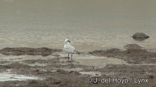 Gull-billed/Australian Tern - ML201325671