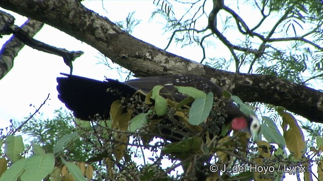 Red-throated Piping-Guan (Gray-crested) - ML201325711