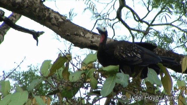 Red-throated Piping-Guan (Gray-crested) - ML201325721