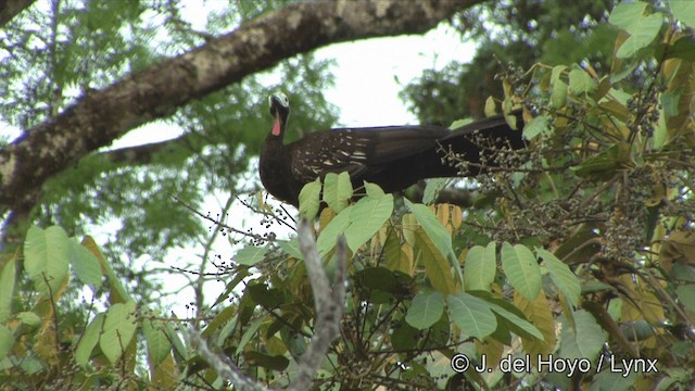 Red-throated Piping-Guan (Gray-crested) - ML201325731