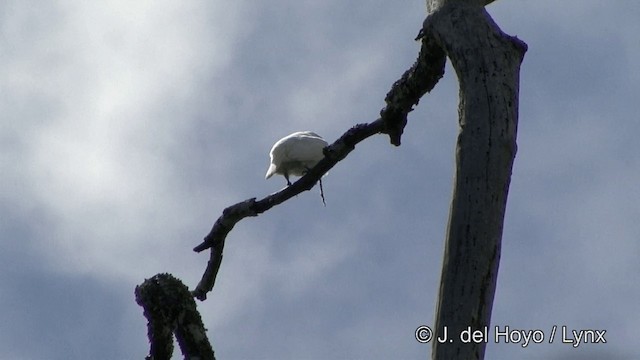 White Bellbird - ML201325901