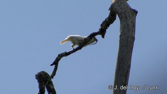 White Bellbird - ML201325911