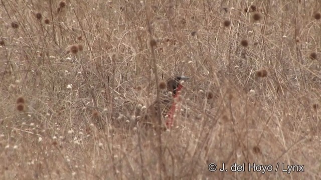 Red-breasted Meadowlark - ML201326061