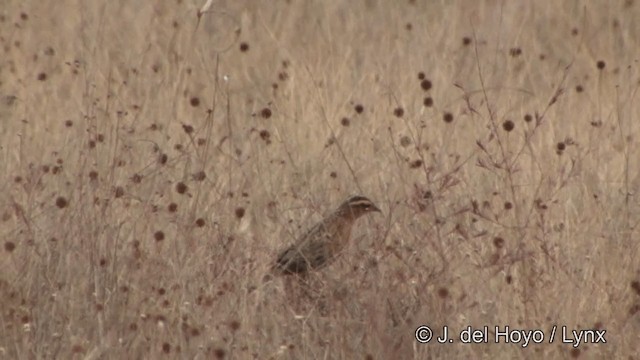 Red-breasted Meadowlark - ML201326081