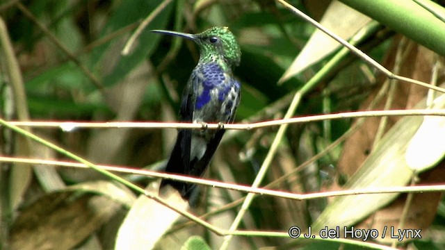 kolibřík nymfový - ML201326111