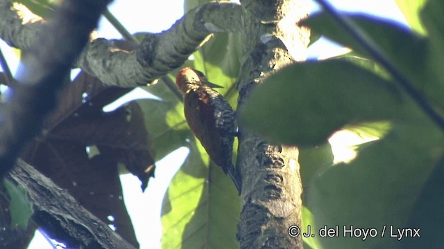 Red-stained Woodpecker - ML201326141