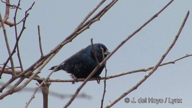 Blue-black Grassquit - ML201326181