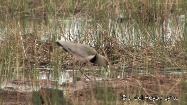 Чайка чилійська (підвид lampronotus) - ML201326221