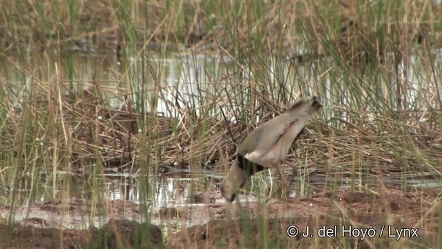 Чайка чилійська (підвид lampronotus) - ML201326231
