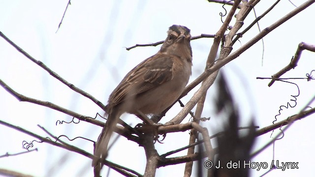 Rufous-collared Sparrow (Rufous-collared) - ML201326261