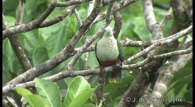 Silver-capped Fruit-Dove - ML201326271