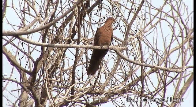  - Mackinlay's Cuckoo-Dove