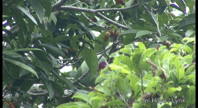 Краснобрюхий фруктовый голубь - ML201326601